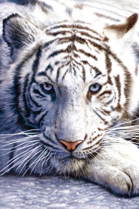 Белый Тигр / White Tiger (ps-00123) Постер/Плакат - Мини (40x50см)
