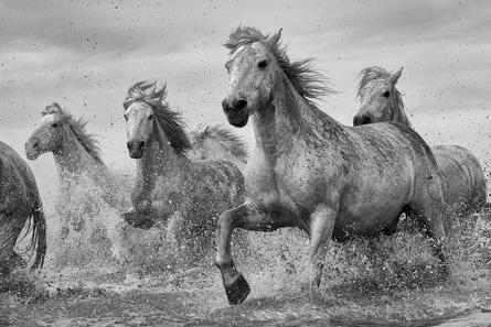 Камаргские Лошади / Camargue Horses (ps-002119) Постер/Плакат - Стандартный (61x91.5см)