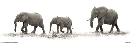Марио Морено (Слоны) / Mario Moreno (The Elephants) (ps-002571) Постер/Плакат - Узкий (30x91.5см)