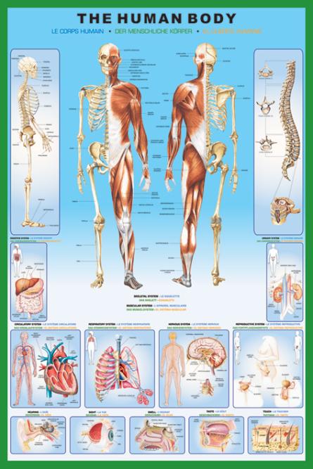 Тіло Людини / The Human Body (ps-00334) Постер/Плакат - Стандартний (61x91.5см)