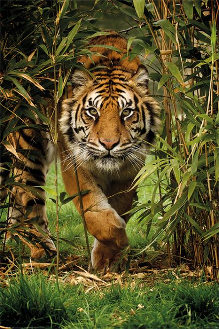 Тигр / Bamboo Tiger (ps-00766) Постер/Плакат - Стандартный (61x91.5см)